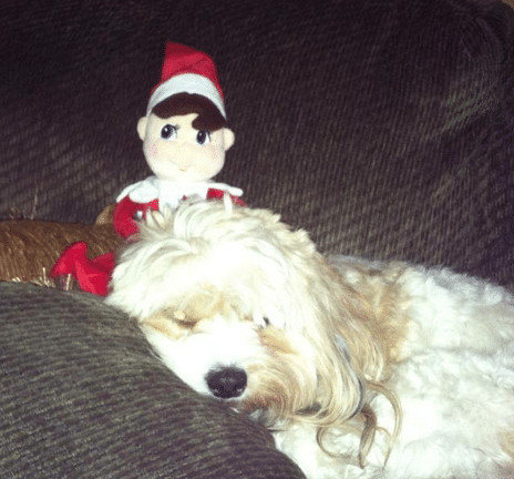 Elf hangs with the dog