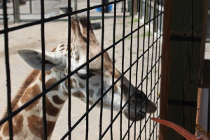 kalahari safari adventure girafe