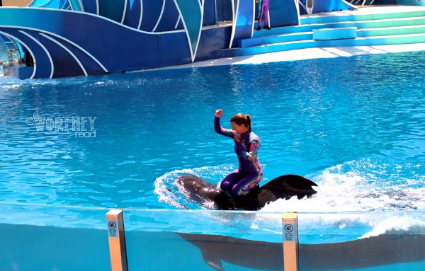 Sea World San Diego: Things To Do & Shows To See!