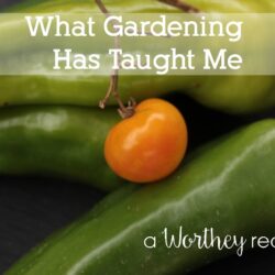 Planning to start a Garden? Read the tips I learned about starting a Garden!