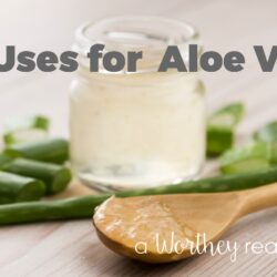 There are many ways you can use Aloe Vera. Natural medicines and natural ways to cure yourself is best for you and your family. Here's 10 Uses for Aloe Vera