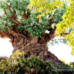 Are you headed to Orlando and looking for the best Things to do in Disney's Animal Kingdom?  Look no further than our amazing list chock full of great tips and tricks for making the most of your time at Walt Disney World and Animal Kingdom.