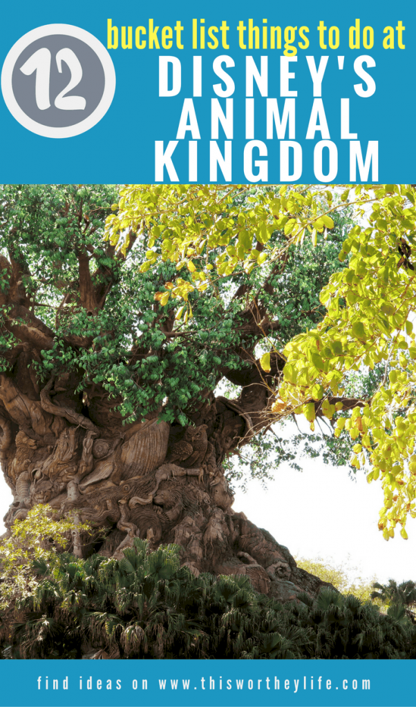 Are you headed to Orlando and looking for the best Things to do in Disney's Animal Kingdom?  Look no further than our amazing list chock full of great tips and tricks for making the most of your time at Walt Disney World and Animal Kingdom.