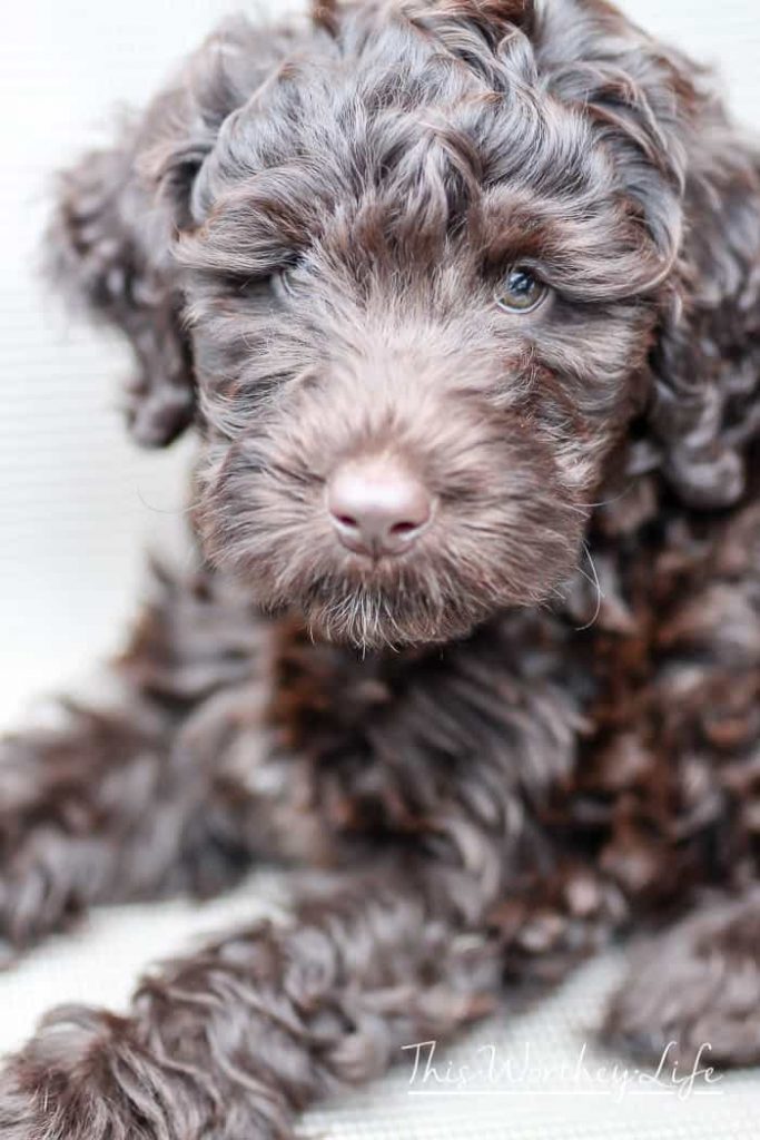 Chance The Labradoodle