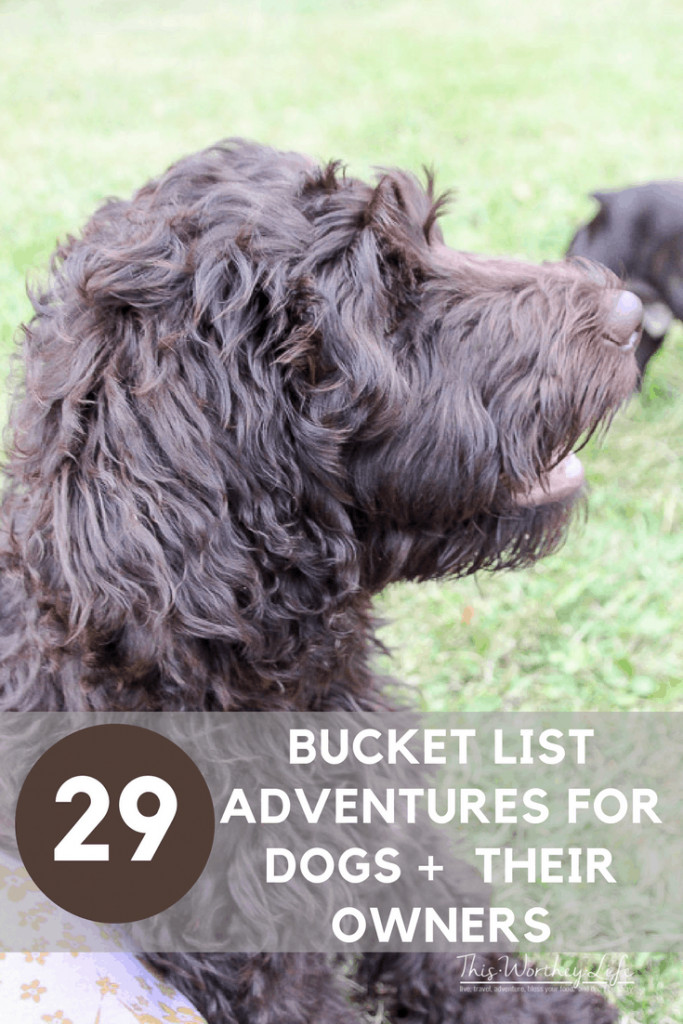 Taking an adventure with your dog is a great way to create special bonding time, as well as new memories for you and your best friend. We put together a bucket list of adventures to have with your dog, plus sharing our dog's favorite treats! 29 Bucket List Adventures for Dogs + Their Owners