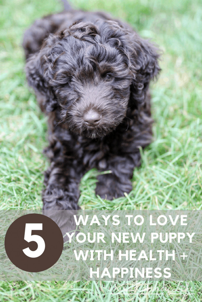 Did you get a new puppy or a new dog? It's important to establish a few rules when you get a new puppy, including how to care for a new puppy. Read 5 Ways To Love Your New Puppy With Health + Happiness to get new puppy care tips. What should you feed your new puppy? We share tips on what to feed your puppy and how to love them!