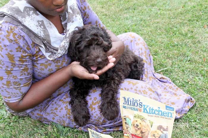 new puppy tips 29 list adventures for dogs their owners this worthey new puppy tips 29 list adventures for dogs their owners this worthey