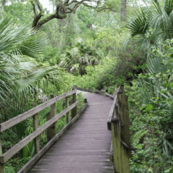 Ocala/Marion County has quite a lot to offer. Centrally located in Florida, this Florida Travel destination offers unique and memorable experiences for travelers looking to step outside the box and experience something new on their bucket list. Read on to see why Ocala/Marion County, Florida needs to be on your bucket list! 