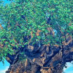 things to do at Animal Kingdom