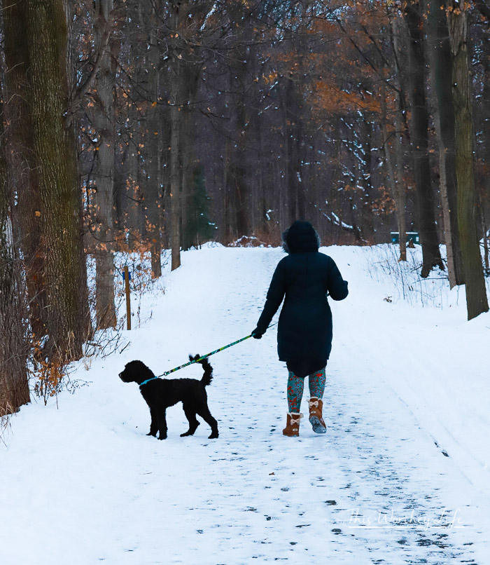 African American woman walking a chocolate labradoodle on a winter's day
