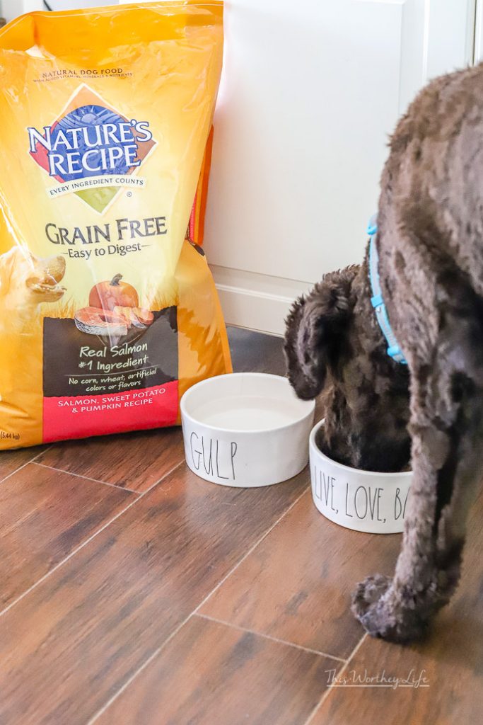 best food for labradoodles