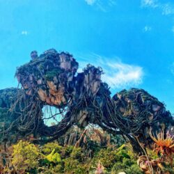 Best things to do at Animal Kingdom