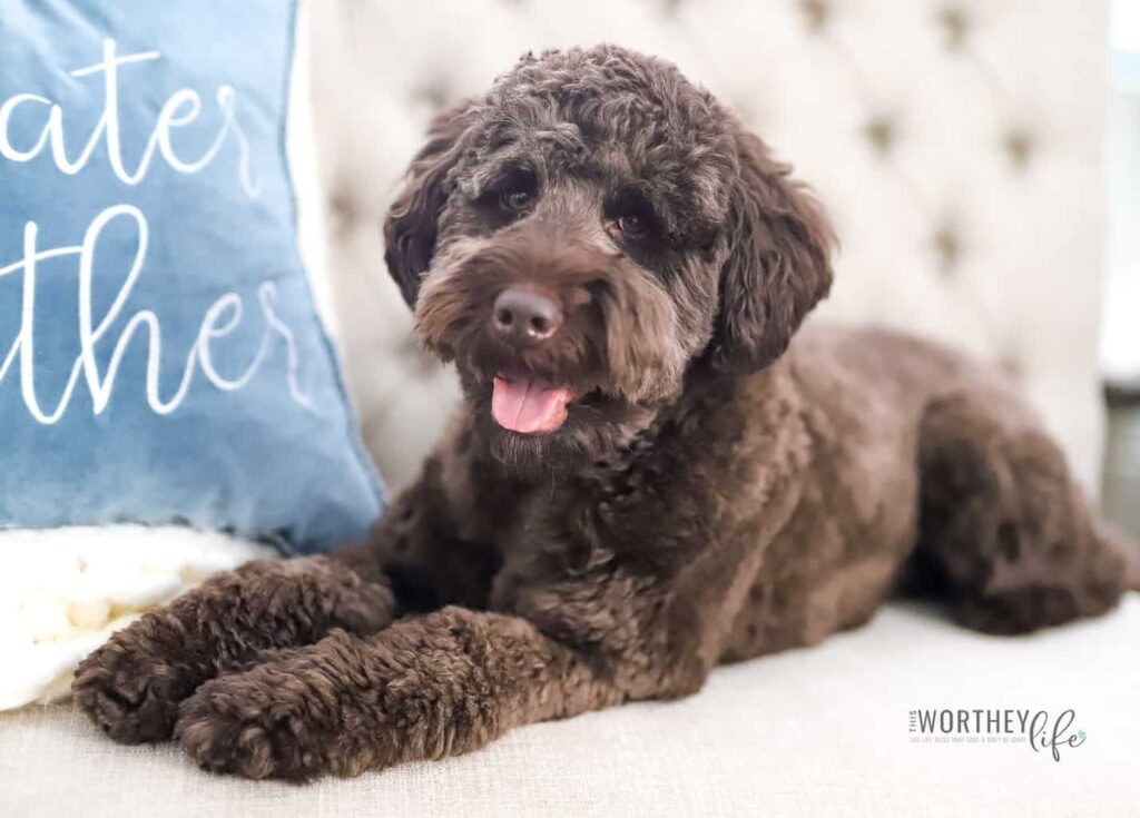 labradoodle dogs