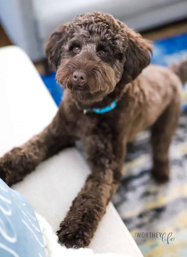 The Best Chocolate Labradoodles