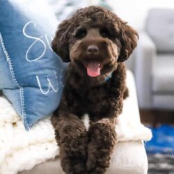 Our chocolate labradoodle loves to get in front of the camera. And today we're showing off some of our favorite doodle's spring photos! 