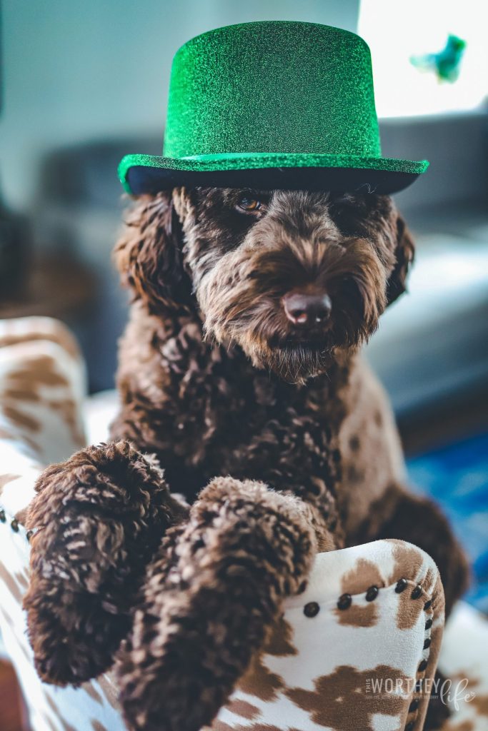 Chance is our rambunctious, curious, furry-faced, and all around everyone's best friend kind of chocolate labradoodle! And today, he wanted to celebrate his second St. Patrick's Day with the whole world. Are you ready for cuteness overload?