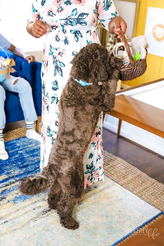 Easter Baskets for Dogs