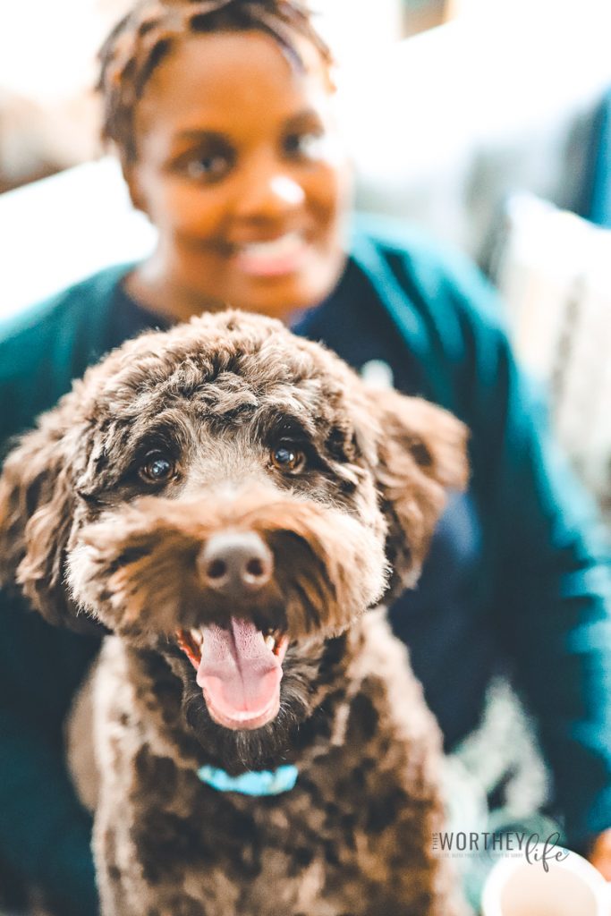 The Best Dog Christmas Presents {Especially a Labradoodle}