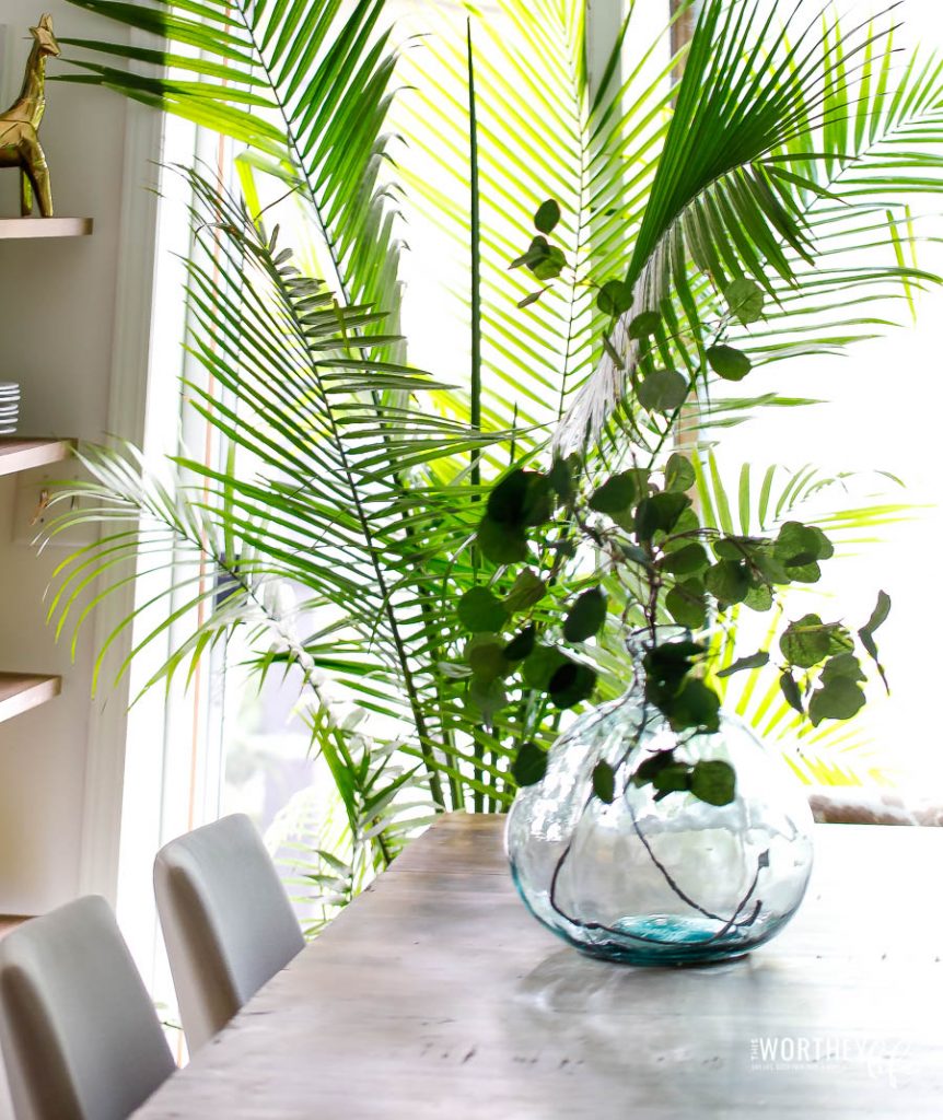 How To Care For Houseplants