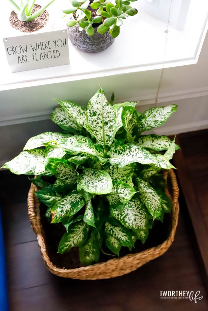 tips on taking care of houseplants