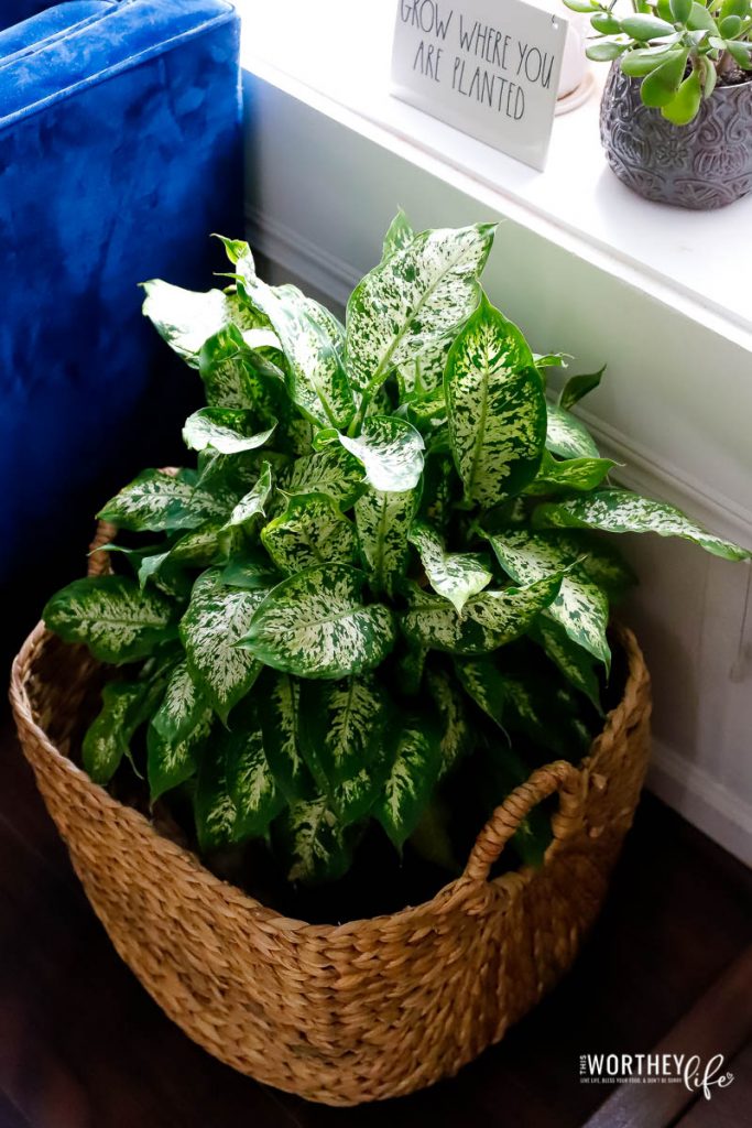 The health benefits of houseplants