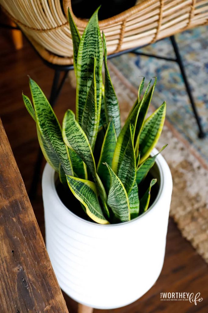 The easiest houseplants to care for