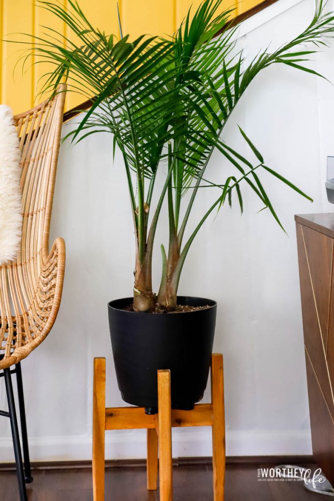 How to pick the best houseplants for your home