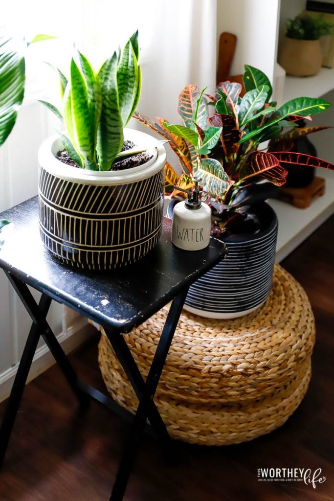 Building balance with houseplants