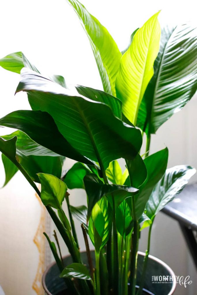 Houseplant basics for the beginner