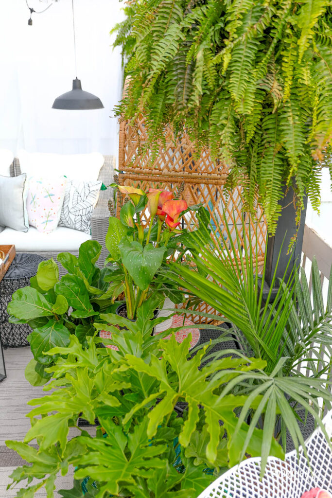 best plants for outdoor patio