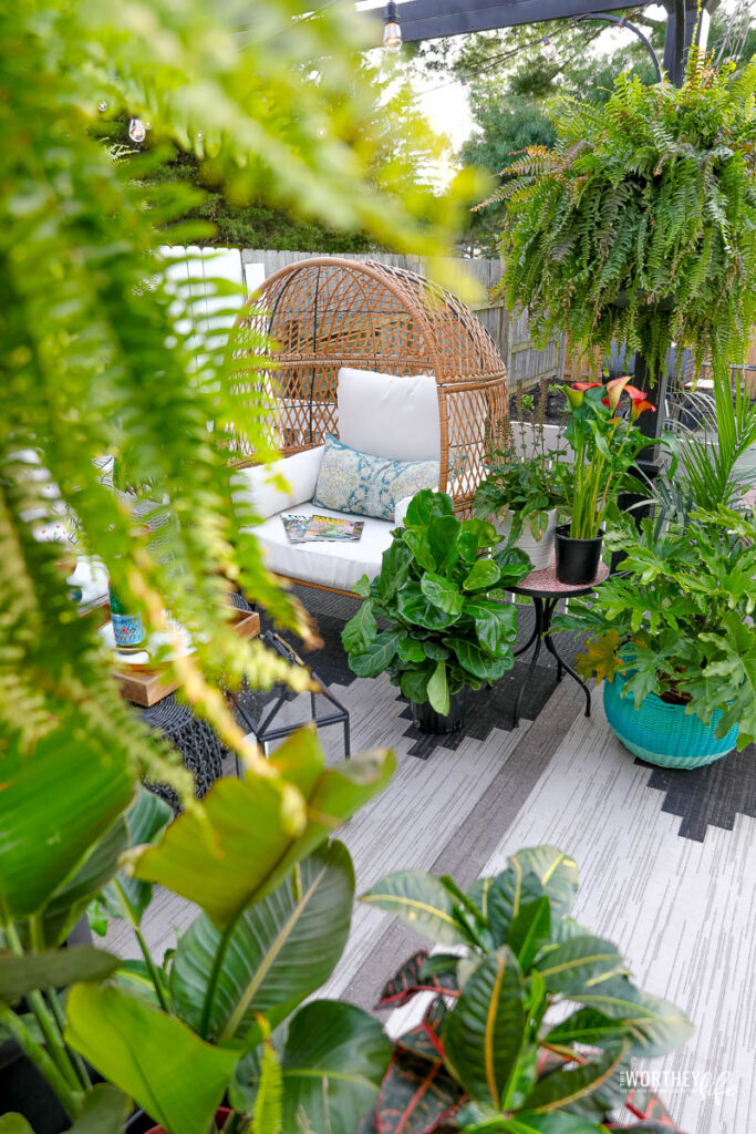 best outdoor plants for patio