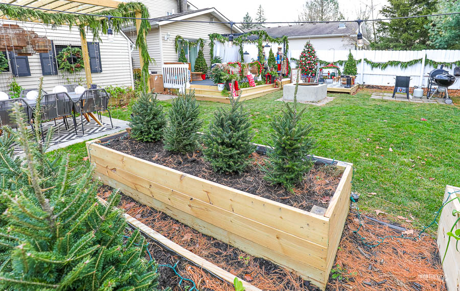 Mini Christmas Tree Farm idea