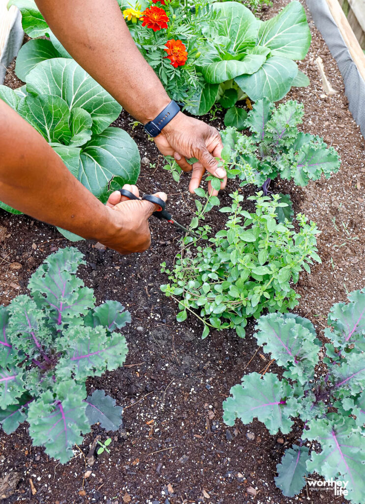 what is a food desert