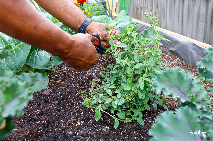 cutting fresh herbs from garden