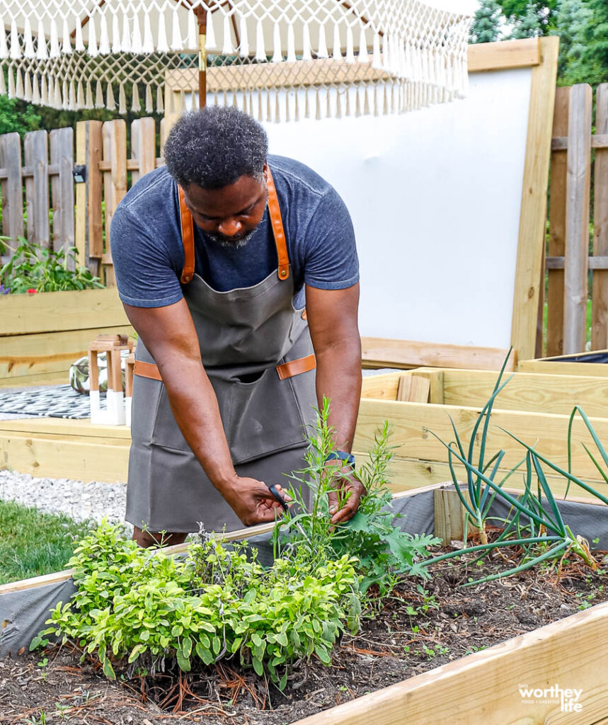 a black man harvesting herbs from a garden