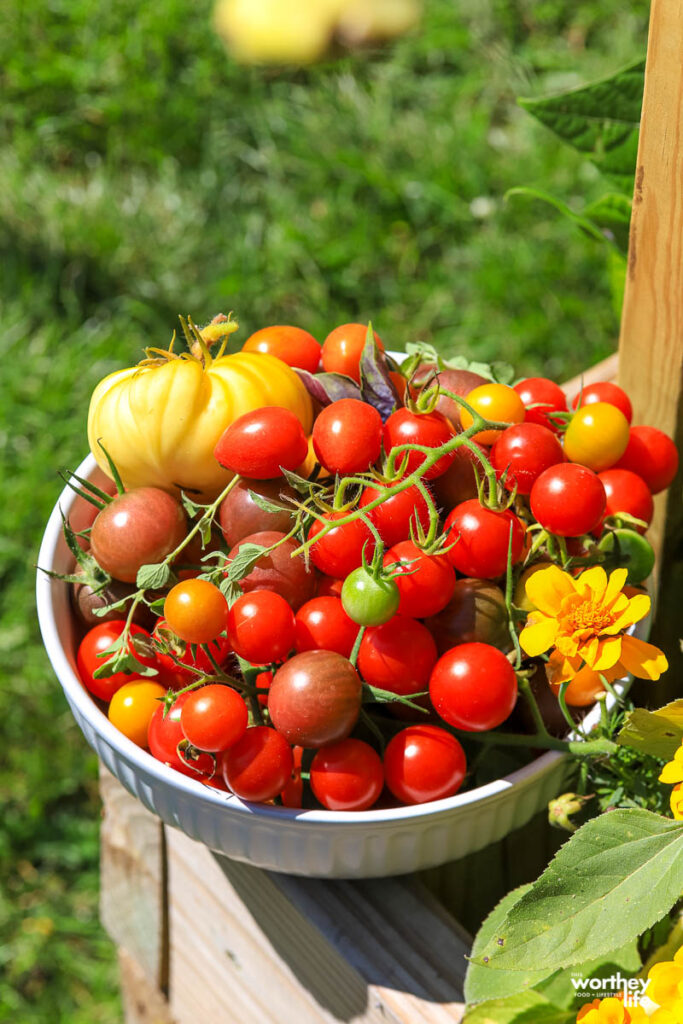 fresh tomatoes from the garden