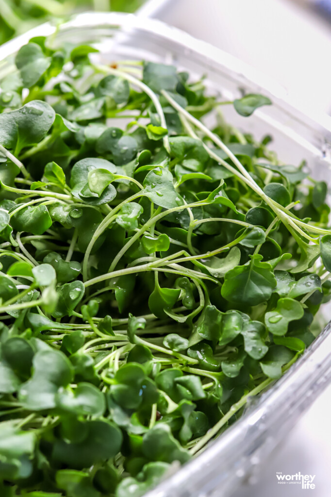 fresh microgreens in a container