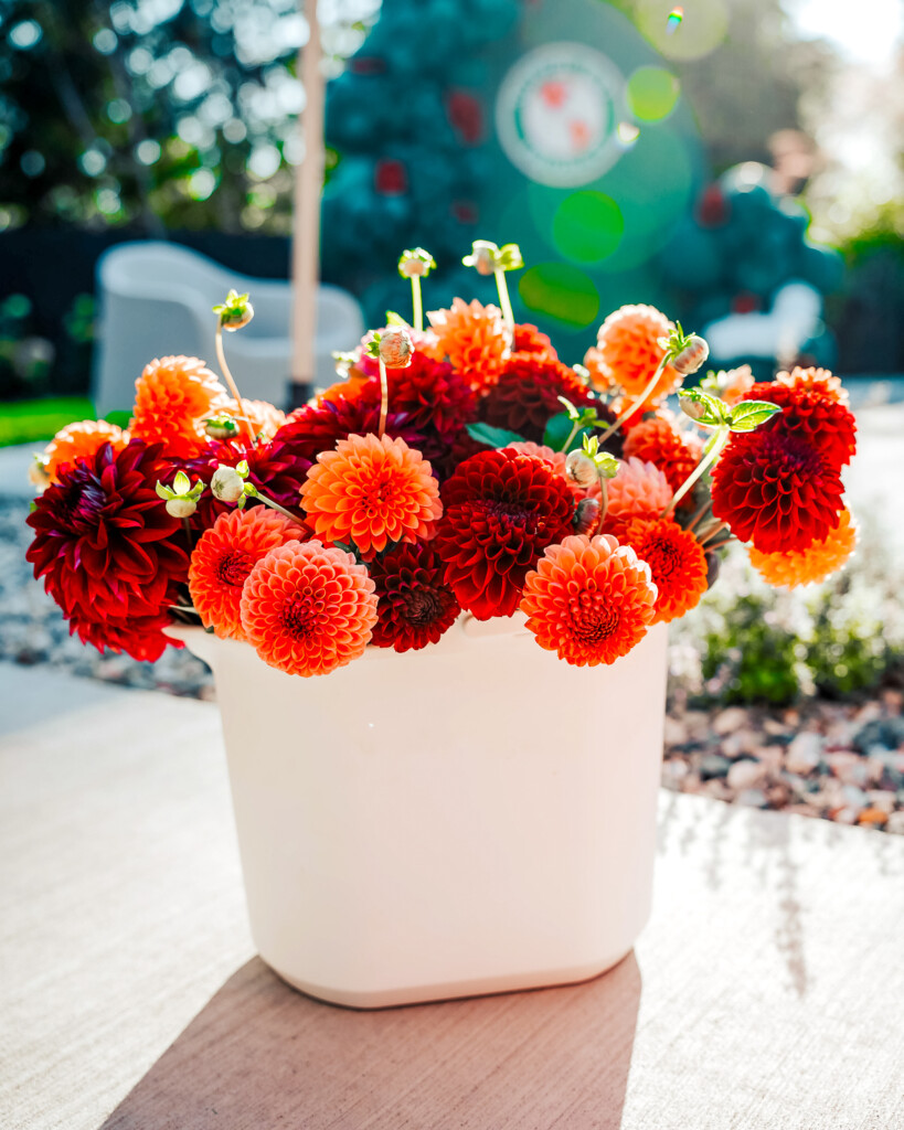 dahlias sitting in a bucket